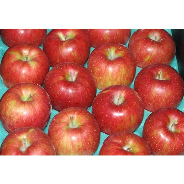 Y  VimXC[g p Gi 10kg 32~40 S ь * ӂ邳Ɣ[ ł͂܂