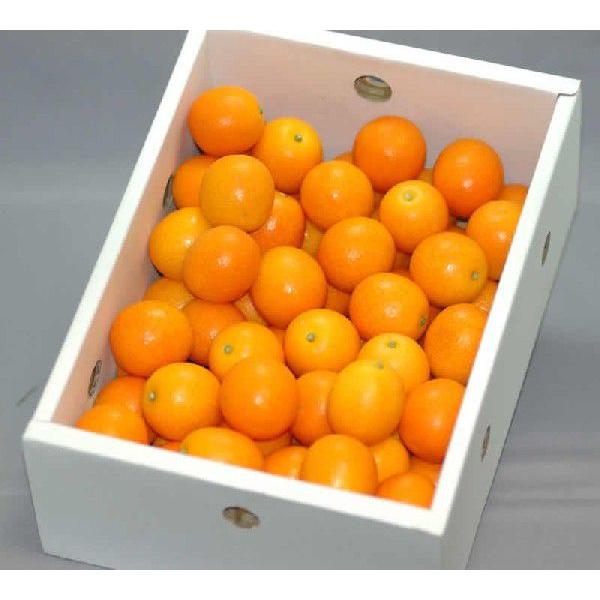 2026N2\ x16xȏ Y n 񂩂 tP 2kg Gi ϔ  j j * ӂ邳Ɣ[ ł͂܂