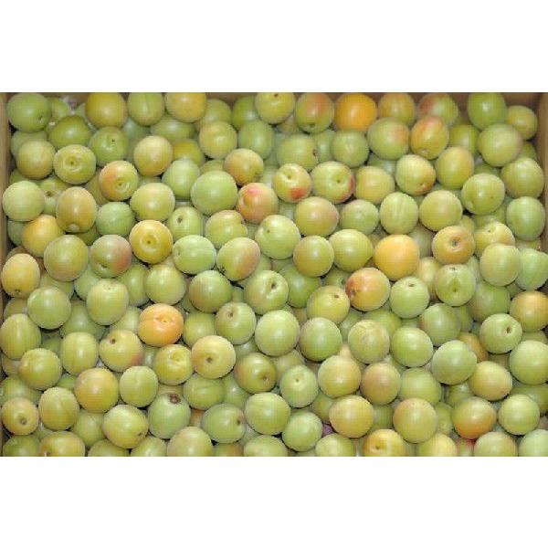 2026N5\ a̎R ~ n ~p  1kg ~  Gi * ӂ邳Ɣ[ ł͂܂