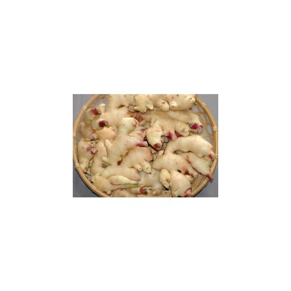 a̎RY VI V傤 4kg LTCY VVEK * ӂ邳Ɣ[ ł͂܂