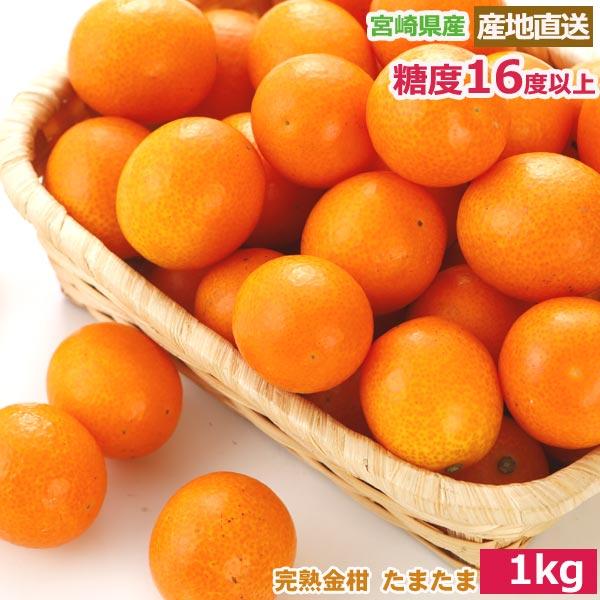 2027年1月分予約 最高糖度18度 減農薬 宮崎産 完熟 きんかん 金柑 1kg