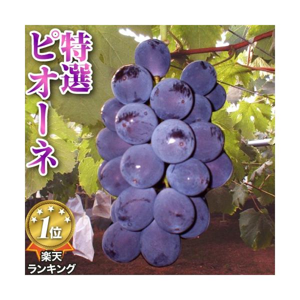 2026N9\ RY Ԃǂ sI[l 1.8kg 3`5[ ϔ uhE  Yn * ӂ邳Ɣ[ ł͂܂