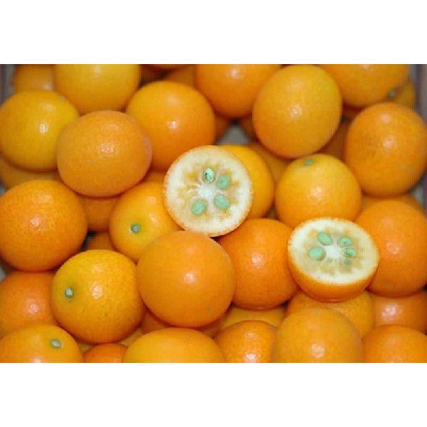 2026N2\ 񂩂  ܂ 3kg { n񂩂 k  Y t[c Mtg j ʕ j  ̓ ̓ hV̓ Ε