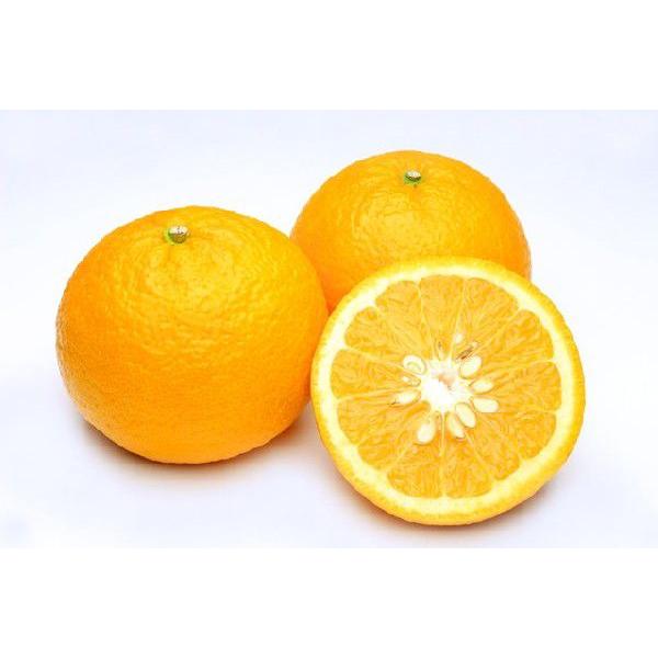 2026N\ 󂠂  _ ؐ n É ݂ 4kg  TCY QY Yn * ӂ邳Ɣ[ ł͂܂