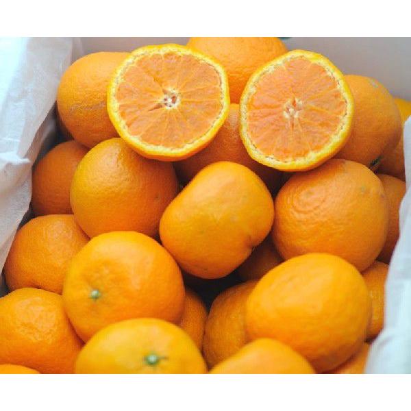 カラマンダリン」の人気商品一覧 | 安い商品を通販サイトから