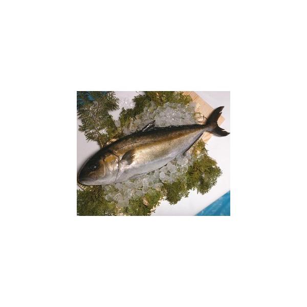 Y Jp` 1 3~3.5kgO Ԕ ς Yn * ӂ邳Ɣ[ ł͂܂