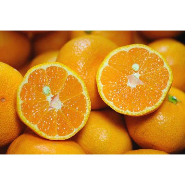12月分予約 減農薬 訳あり はれひめ 愛媛 約 3~10kg サイズ混合みかん 愛媛みかん 産地直送 ore お歳暮 ギフト * ふるさと納税 ではありません