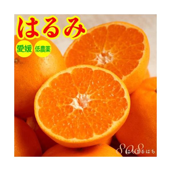 2月分予約 糖度15度前後 訳あり 低農薬 愛媛 はるみ みかん 約4kg 大玉サイズ 産地直送 ore NN * ふるさと納税 ではありません