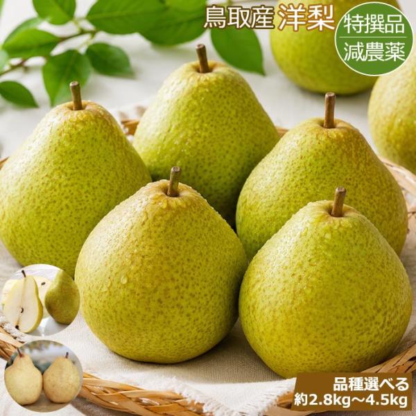 減農薬 鳥取産 洋梨 約2.8kg~4.5kg 贈答用 ラ・フランス シルバーベル パス・クラサン 秀品 特撰品 産地直送 ※ ふるさと納税 ではありません