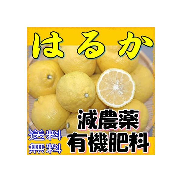 みかん はるか 10Kgの人気商品・通販・価格比較 - 価格.com みかん はるか 10Kgの人気商品・通販・価格比較 - 価格.com