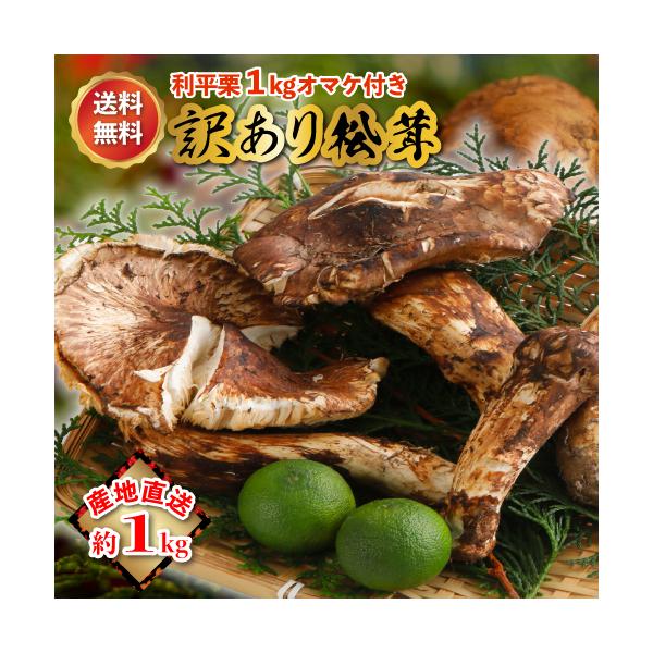 2026年10月分予約 訳あり 国産 松茸 1kg前後 まつたけ マツタケ 岡山 利平栗1kgオマケ付き