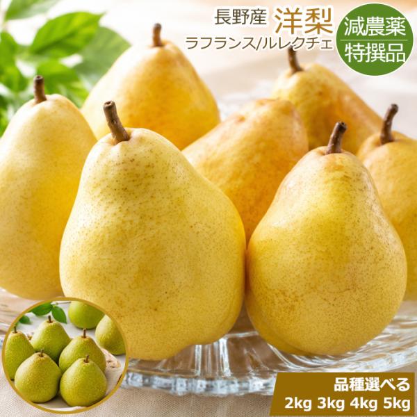 減農薬 長野産 洋梨 ラフランス ルレクチェ 2kg 〜 5kg 贈答用 ラ・フランス ル・レクチェ 梨 なし ナシ 秀品 特撰品 ※ ふるさと納税 ではありません