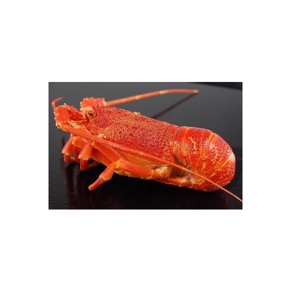 COY@{CuX^[iہj10kgi48jKg6,720~ŕʁ@Ɩp C@n[tJbg܂