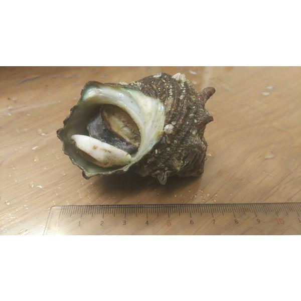 Y@Pā@1i50jx10PiP3560~ŕʁj@Ɩp@C@i@i