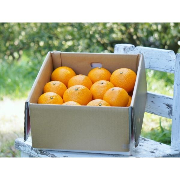 スイートスプリング　約21キロ スイートスプリング 約5kg 20〜25個大小ミックス : 早津みかん園 Yahoo