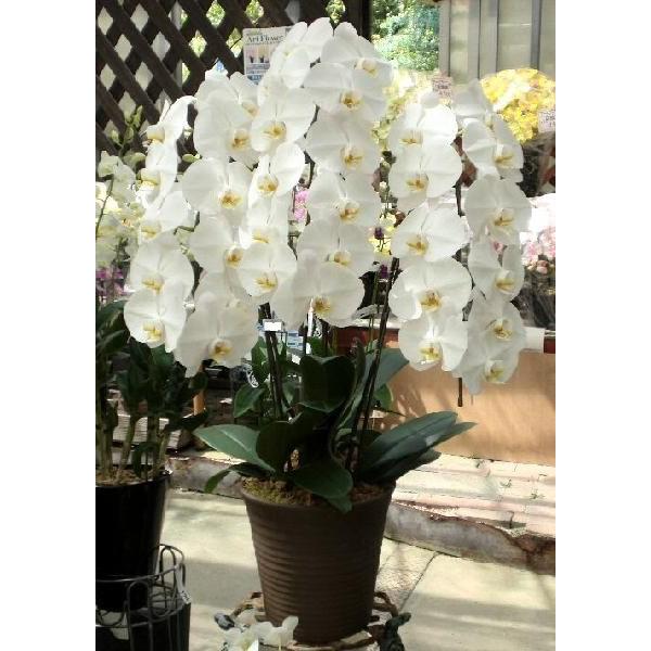 金縁花模様蘭鉢 水鉢 黄色 花柄 7号 シノワズリ ミニ火鉢 鉢カバー プランター