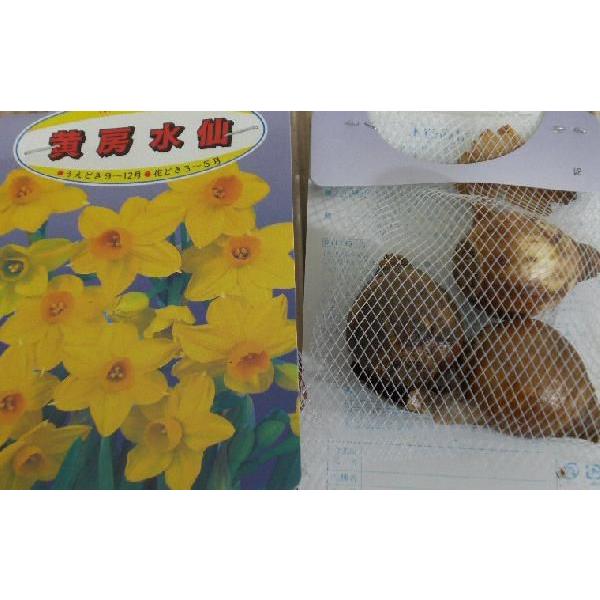 スイセン球根 黄房水仙 3球入り 夏植球根 Buyee Buyee 일본 통신 판매 상품 옥션의 대리 입찰 대리 구매 서비스