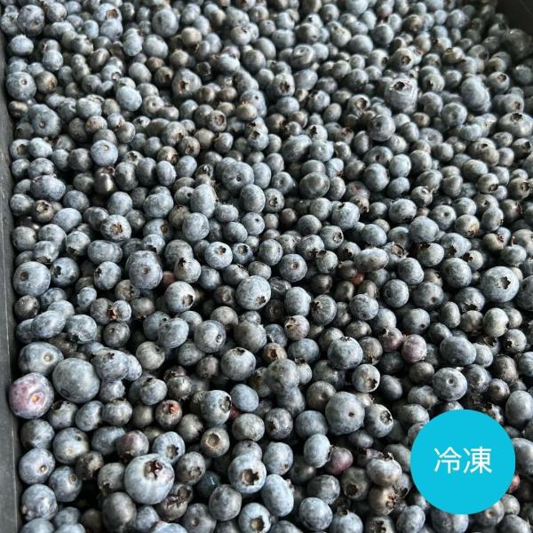 数量限定 原村産 冷凍ブルーベリー 500g 農薬不使用 2024年 Berry Farm 原村の清水さんち