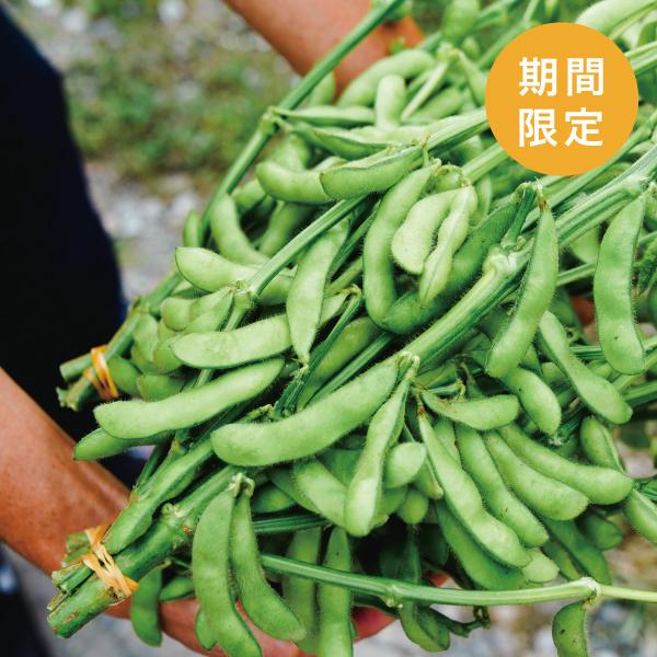 里山の枝豆 枝付き 1.2kg 八ヶ岳の秘境 後山 プックリ 甘くて食べごたえあり