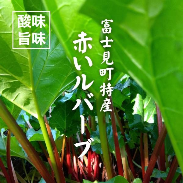 無農薬ルバーブ 1kg 2025年収穫 富士見町の特産 農薬不使用 赤いルバーブ 2025 秋 冷蔵 1kg 春と秋限定