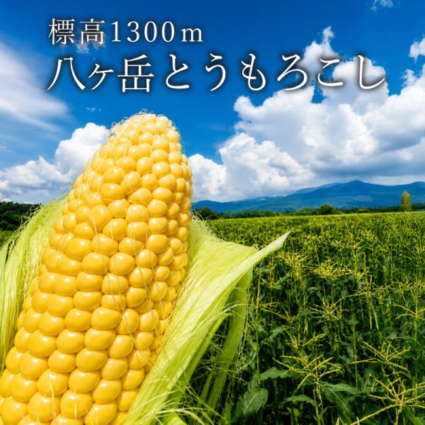 日本一標高の高い八ヶ岳の生とうもろこし 天空コーン 八農（八ヶ岳農業大学校） 真夏のごほうび 2026 10本セット