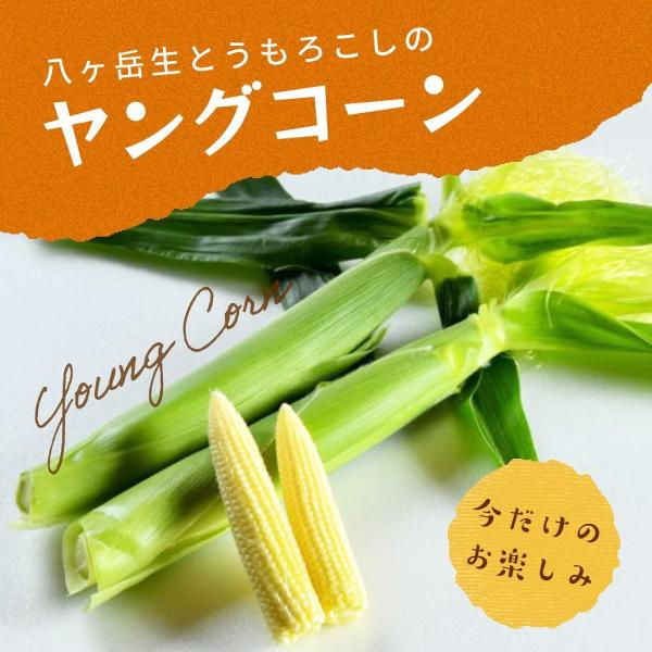 限定100セット 八ヶ岳生とうもろこしの皮付き 生ヤングコーン 2kg 約30本 超激レア Hamara 21 01 ハチカッテ ヤフー店 通販 Yahoo ショッピング