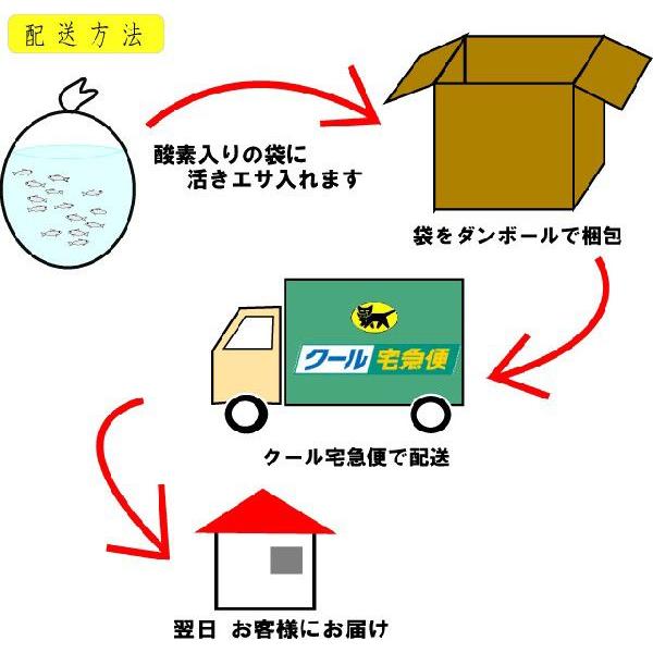 活き餌 生きたまま発送 活きエサ ニジマス30匹セット 生きエサ 釣堀 イカ釣り Buyee Buyee 日本の通販商品 オークションの代理入札 代理購入