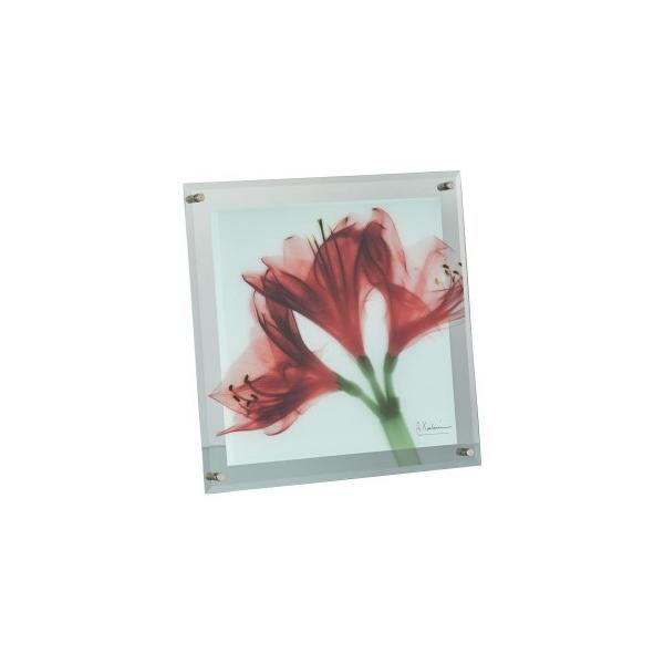 ���� ���[�p���[ X RAY �K���X �A�[�g M�T�C�Y �u�A�}�����X�v XR-05014