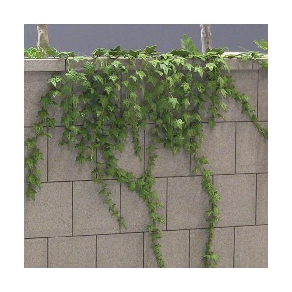 商品画像は着色完成例となっております。無着色のペーパークラフトとなっております。ヨーロッパに見られるツタです。樹木や壁に這わせたりすると一味違うシーンが演出できます。葉脈も再現されています。キット数（制作可能数）：ツル24本主素材：再生紙