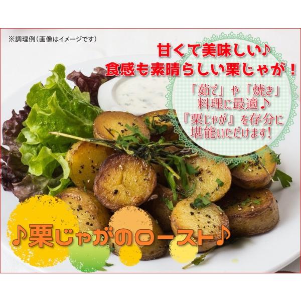 �󂠂�I���Ⴊ(�k������j 10kg�y������/�Y�n����/�z�B���w��s��/9�����ȍ~�̔������\��̏��ԂŔ������Ă��܂��z�󂠂� �k�C���Y �Ɩ��p F921 ���i�摜1