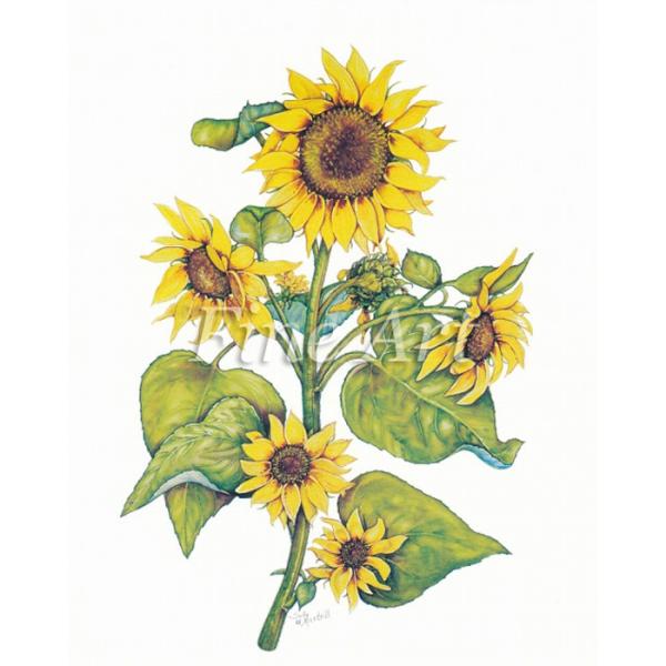 Vh[vg ^Ă̂Ђ܂ 4×5C`  FA18-018