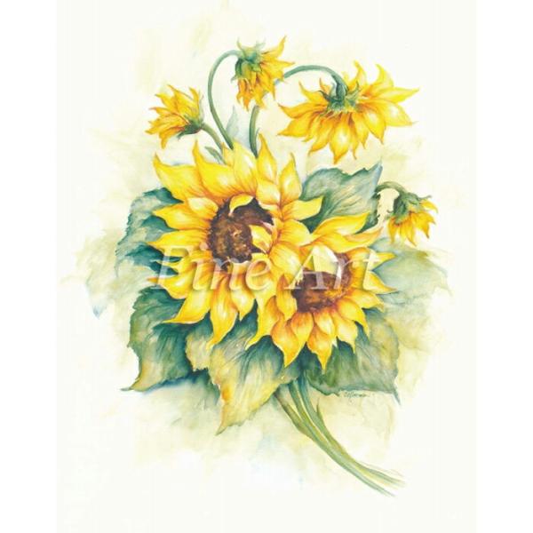 Vh[vg Ђ܂ [/z։ fa18-063