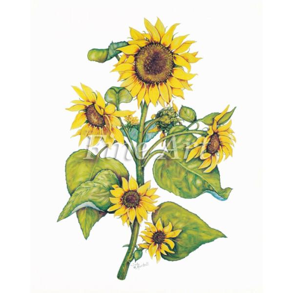 Vh[vg ^Ă̂Ђ܂ 8×10C`  FA18-073