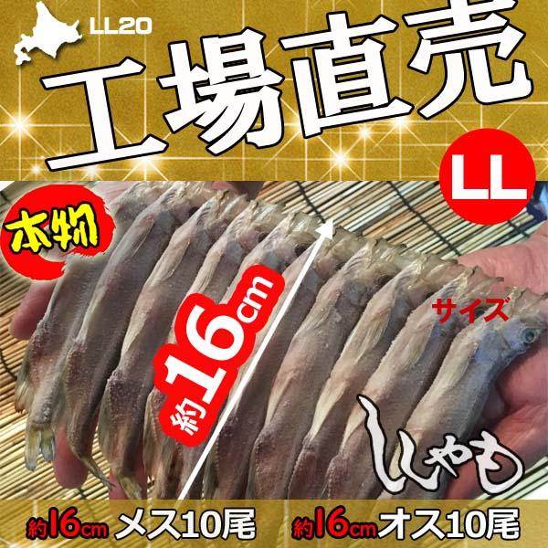 ししゃも シシャモ 北海道産 送料無料 ギフト 本ししゃも 柳葉魚 干物 