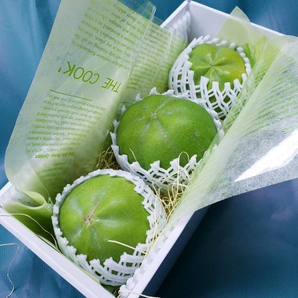 ホワイトサポテ特大苗 120cm ホワイトサポテ特大苗 120cm