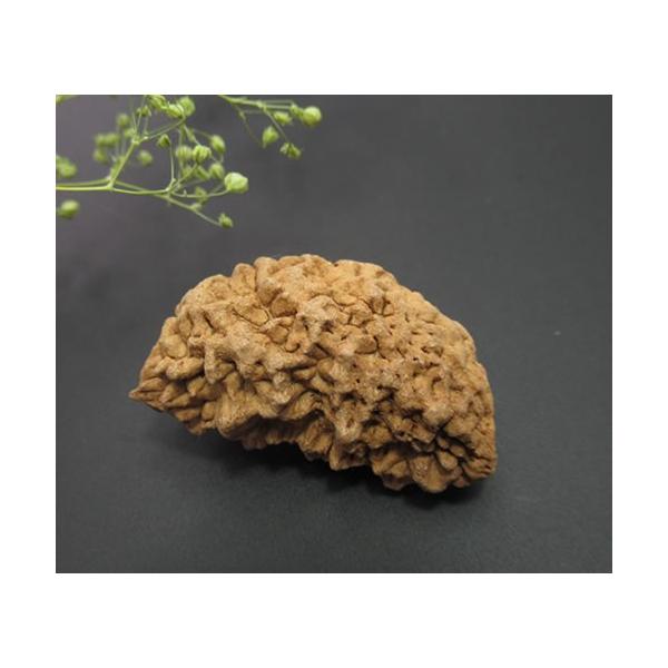 1ムキ ルドラークシャ'最高神の悟り、カリスマ性、指導力、高次の意識