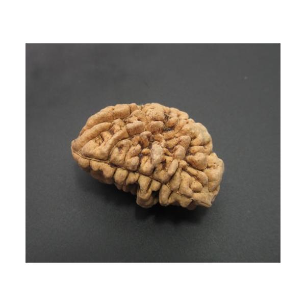 1ムキ ルドラークシャ'最高神の悟り、カリスマ性、指導力、高次の意識