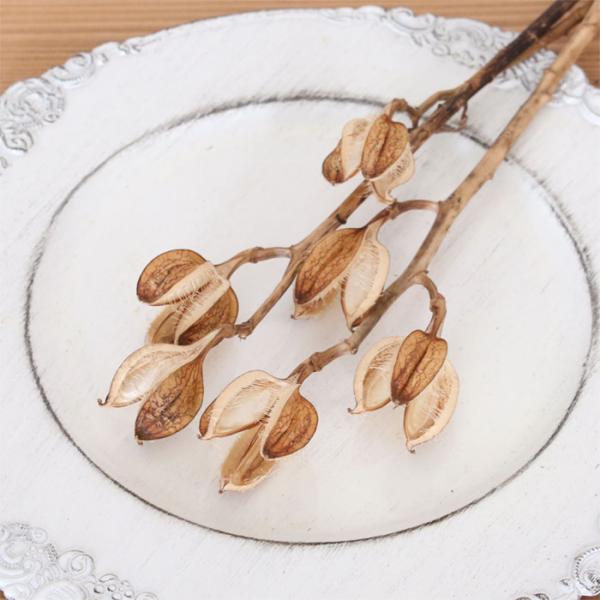 オオウバユリ ９０本！！ベージュのドライフラワー オオウバユリ 90本！！ベージュのドライフラワー