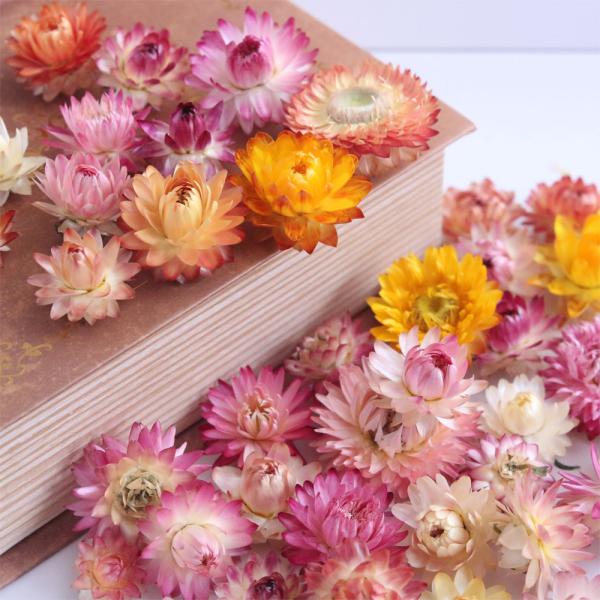 国産のヘリクリサム ドライフラワーです。はがきサイズのボックスに様々な色合いのヘリクリサムヘッドを入れます。個数は35個＋おまけで開花したヘリクリサムを5個お入れします（合計40個）。色はミックスカラーです。はがきサイズの箱にぎゅーぎゅーに...