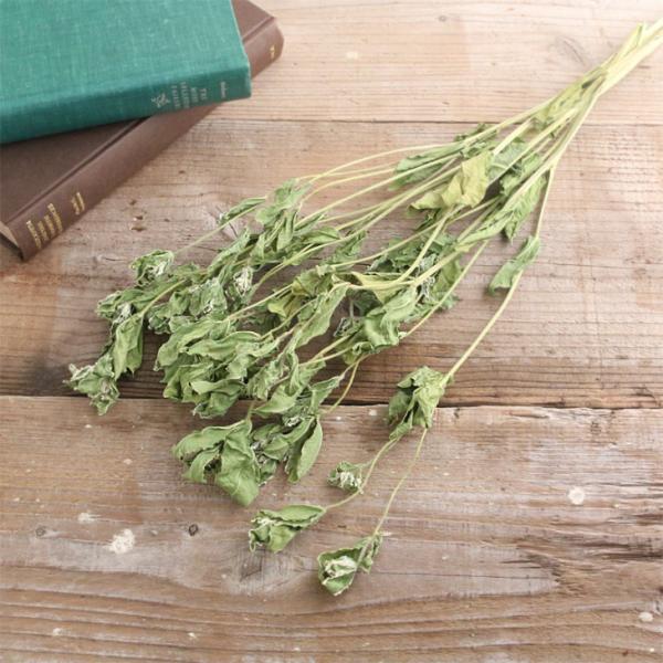 初雪草 ドライフラワー 5本セット 国産 花材 ハツユキソウ 白 緑 ホワイト グリーン スワッグ 茎付き シンプル