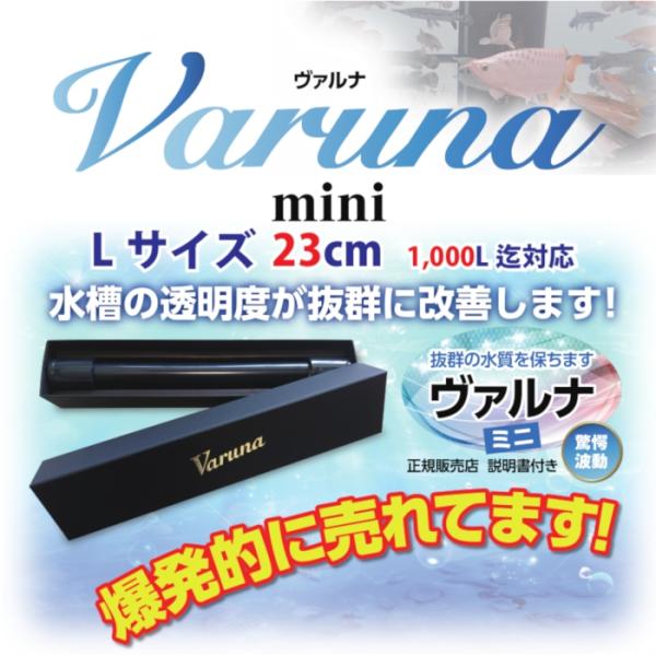 ヴァルナミニ 水槽浄化 アクアリウム 熱帯魚 アロワナ らんちゅう 家庭