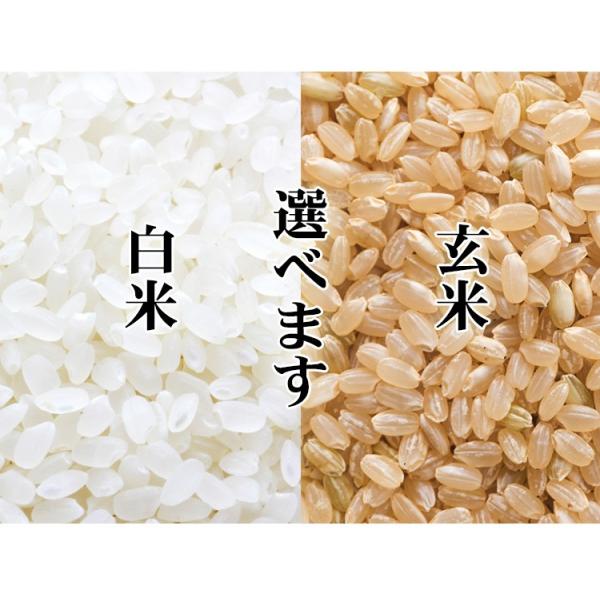 米 白米 または 玄米 2kg あきたこまち 秋田県産 令和7年産 一等米 あきたこまち お米 2キロ 安い あす楽 【沖縄、配送不可】