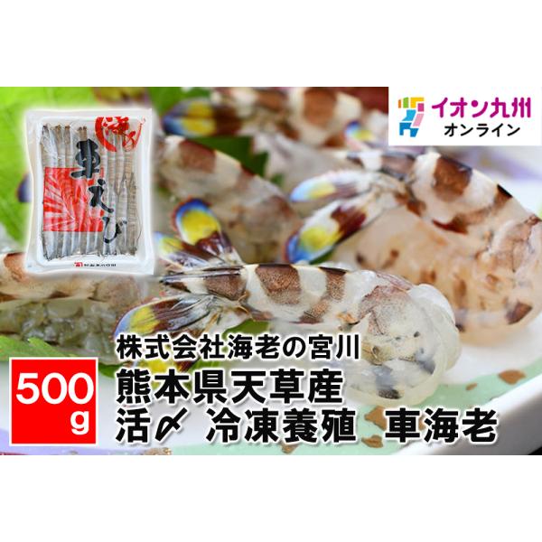 熊本県天草産　活〆　冷凍養殖　車海老（500g）