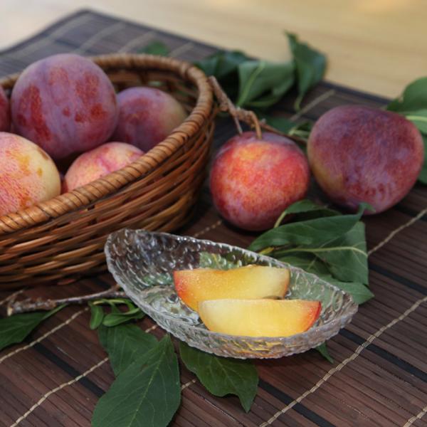 すもも プラムの人気商品 通販 価格比較 価格 Com