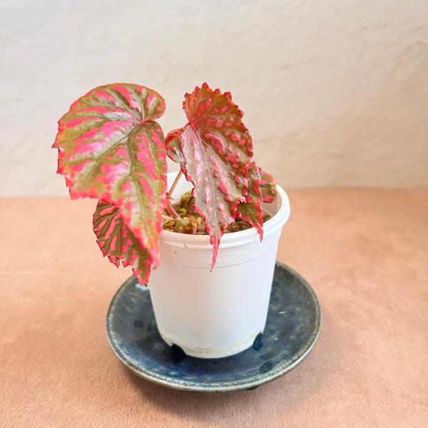 ベゴニア ネグロセンシス 原種ベゴニア ピンクドット : 胡坐坊 - 通販