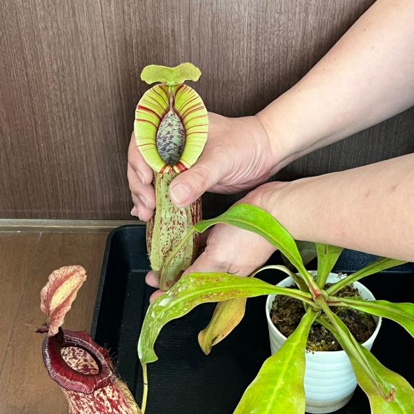 食虫植物 ネペンテス・ダイエリアナ ウツボカズラ (現品限り