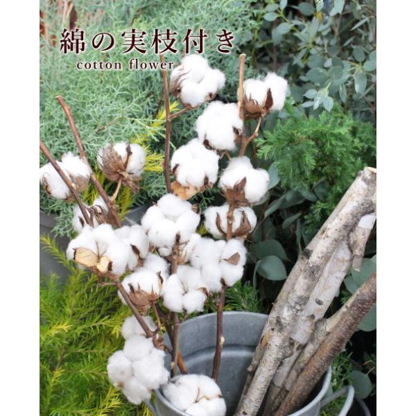 綿の実 枝付き 6輪 ４本セット ホワイト コットンフラワー ドライフラワー 綿花 ナチュラル インテリア :ka-001:アグレアーブル花や  通販 
