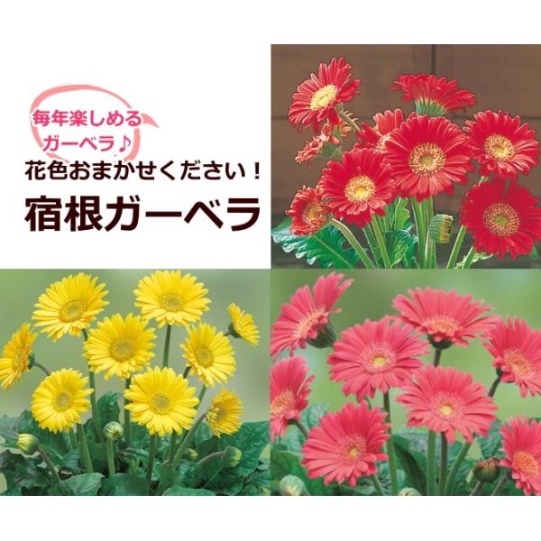 毎年楽しめる宿根ガーベラ 花色はスタッフにお任せ ハクサン ガルビネア スウィート 5号 花鉢 Buyee 日本代购平台 产品购物网站大全 Buyee一站式代购 Bot Online