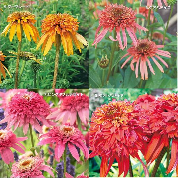 エキナセア カラフル八重咲き タキイ 流通量の少ない八重咲き種 耐寒性 多年草 8種 9cmポリポット Buyee Buyee 日本の通販商品 オークションの代理入札 代理購入