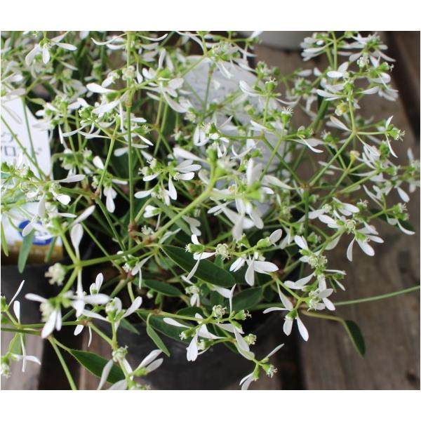 ユーフォルビア ダイヤモンドフロスト 苗 10 5cmポリポット ハクサン 2個セット Buyee Buyee Japanese Proxy Service Buy From Japan Bot Online